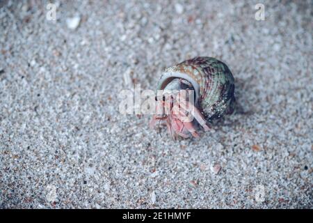 Gemeine Periwinkle, die aus der Muschel in einem Strand kommt, hat eine breit eifige dicke und scharf spitze Muschel und enthält Quallen. Feine Fäden und Falten Stockfoto