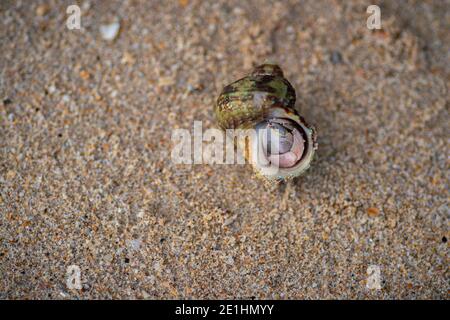 Gemeine Periwinkle versteckt sich in seiner Schale, haben eine breit eiskierte dicke und scharf spitz Schale und enthalten Whorlen. Feine Fäden und Falten, grau-br Stockfoto