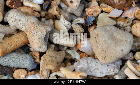 Bunte Korallen, Kieselsteine und Felsen in der Nähe des Strandes. Stockfoto