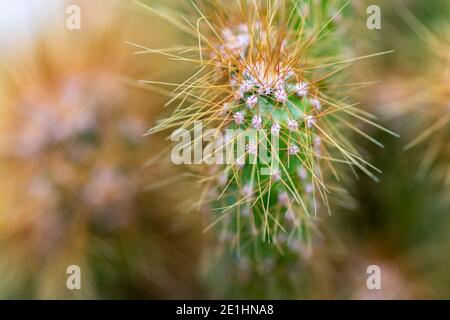 Makro Nahaufnahme einer Garten grünen Kaktuspflanze und ihre Dornen können unter rauen Bedingungen ohne weniger Wasser und mehr Sonne wachsen. Stockfoto