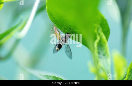 Ein unglückliches Ende für das fliegende Insekt, Spinne fängt Käfer unter dem Baumblatt, Stockfoto