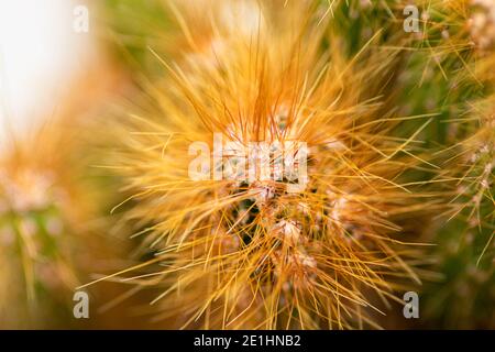 Makro Nahaufnahme einer Garten grünen Kaktuspflanze und ihre Dornen können unter rauen Bedingungen ohne viel Bewässerung wachsen. Stockfoto