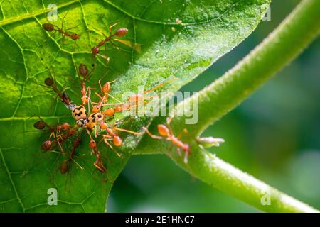 Gruppe von Weaver Ameisen greift Bugs in einem Blatt, und ziehen und ziehen von überall, große Teamarbeit und Mühe. Stockfoto