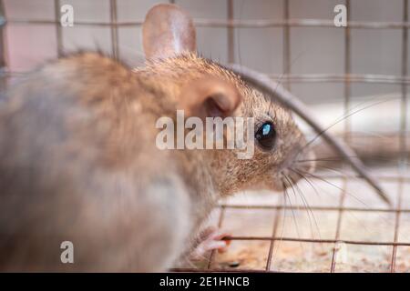 Hausratte in einem Käfig gefangen, zurück in eine Ecke und auf der Suche nach einem Weg zu entkommen. Stockfoto