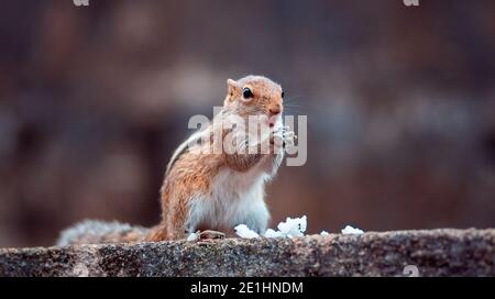 Niedliche junge weibliche Eichhörnchen hält weißen Reis in beiden Händen, essen eine Mahlzeit, während in voller Alarmbereitschaft der Umgebung, in einer Wand stehen. Stockfoto