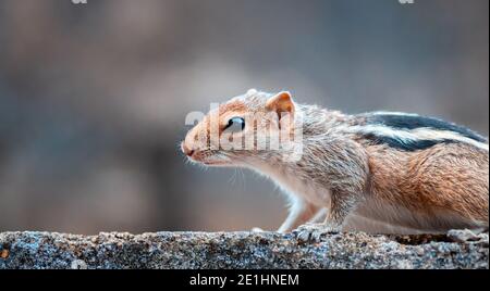 Eichhörnchen ist scenting und Suche das Essen, close up einen vorderen Teil des jungen Eichhörnchen Körper, schwarz und weiß gestreiften Rücken, pelzigen und niedlichen Haustiere, Stockfoto