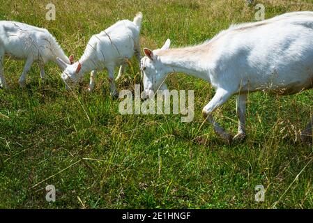 Weiße hornlose Ziege auf einer grünen Weide. Stockfoto