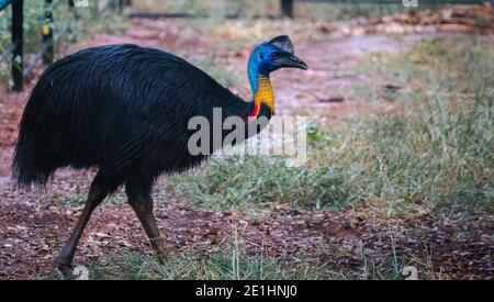 Cassowary, der durch den Käfig geht, Stockfoto