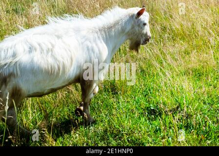 Weiße hornlose Ziege auf einer grünen Weide. Stockfoto