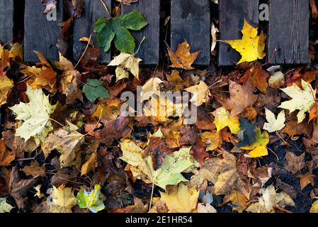 Bunte Hintergrund der Herbst Ahornbaum Blätter Hintergrund aus nächster Nähe. Stockfoto