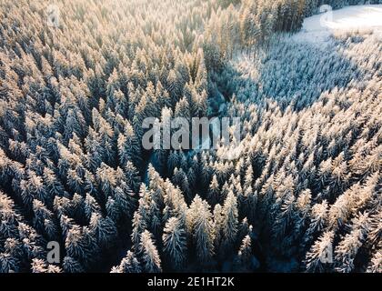 Hochwertige Luftaufnahme eines tiefen, schneebedeckten Waldes in Mitteleuropa. Arktischer Luftwinter im Wald Stockfoto
