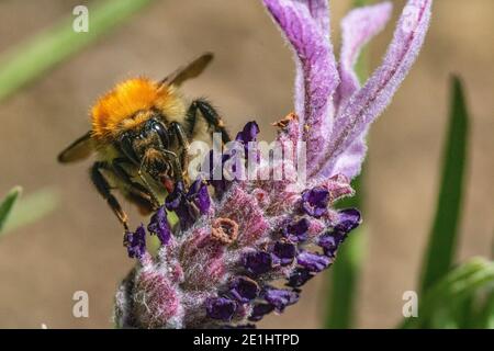 Detailreiches Kopf auf Makrobild einer Bumble Bee, die von einer Gartenblume ernährt. Bild zeigt Mundteile, die tief in das kleine Floret reichen. Stockfoto