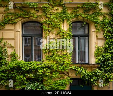 Pflanzen, die auf der Fassade eines alten gelben Hauses wachsen Wien (Österreich) Stockfoto