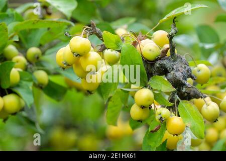 Reiche, gelbe Frucht wächst auf dem Baum. Malus × zumi 'Golden Hornet'. Krabbenapfel 'Golden Hornet'. Crabapple 'Golden Hornet' Baum Stockfoto