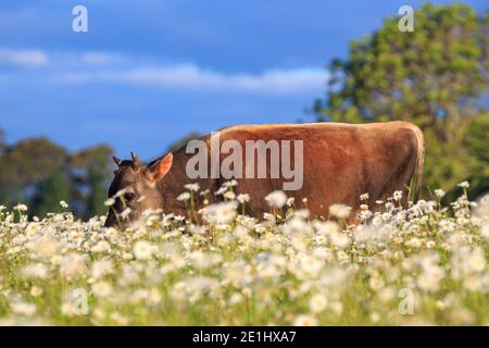 Ein brauner Bulle grast auf einer Wiese voller Gänseblümchen Stockfoto