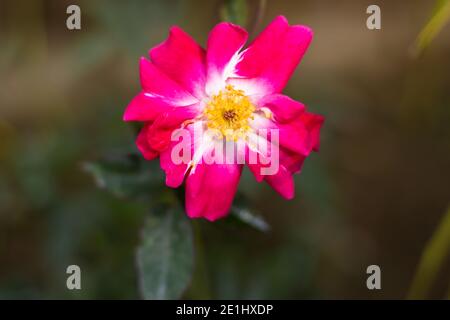 Voll blühte mehrfarbige Rose Nahaufnahme mit weichen verschwommenen Hintergrund Stockfoto