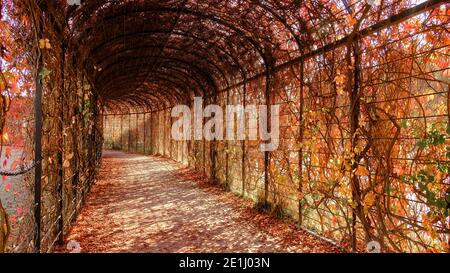 Wien - Oktober: Im Schlosspark Schönbrunn im Herbst Stockfoto