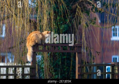 Ashford, Kent, Großbritannien. Januar 2021. UK Wetter: Eine Ingwerkatze genießt die karge Wintersonne hoch über einem Bogen in einem Dorfhaus Garten. Aktuelle Temperaturen von 2 Grad Foto: Paul Lawrenson-PAL Media/Alamy Live News Stockfoto