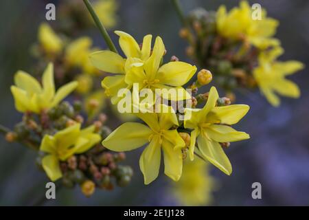 Bobartia indica (Biesroei, Biesiesriet) blüht leuchtend gelb, angeordnet in einem dichten Blütenkopf. Stockfoto