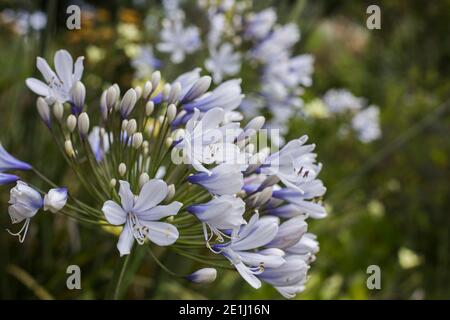 Nahaufnahme des Agapanthus praecox Blütenkopfes (Blaue Lilie) Weiße Blüten mit violetter Basis Stockfoto