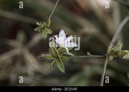 Nahaufnahme der kleinen weißen Blume des Chlorophytum comosum Pflanze (Spinnenpflanze oder Bandpflanze oder Hühner und Hühner) Stockfoto
