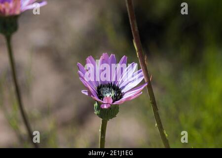 Gerbera tomentosa, Nahaufnahme einer rosa Blume, die im Freien im Sonnenlicht wächst Stockfoto