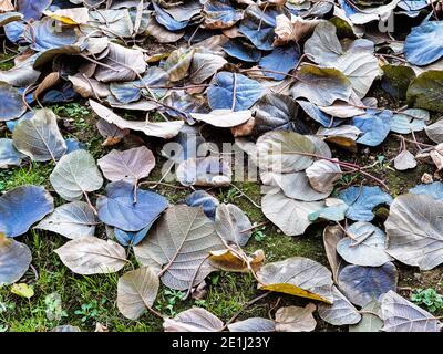 Schöne Textur von trockenen Blättern in der Herbstsaison auf einer Wiese der italienischen Landschaft Stockfoto