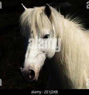 Eriskay Pony, seltene Rasse Pferd von Schottland, Isle of Eriskay, Äußere Hebriden Stockfoto