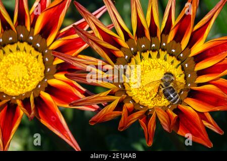 Rote Gazania Blumen Rote gelbe Blume Kräuterpflanze Rote Gazania und Honigbiene in Blume blühende Blüten Honigbiene blühende Biene blühende Biene blühende Gazanias Stockfoto