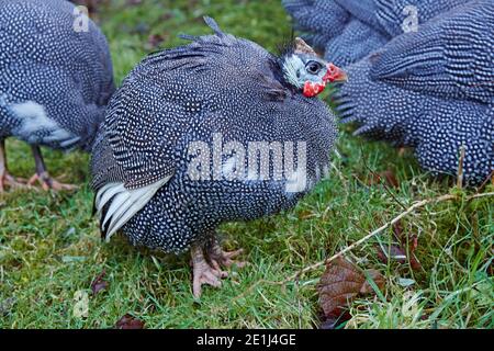 Helmguineavögel (Numida Meleagris) sitzen auf frischem Gras Stockfoto