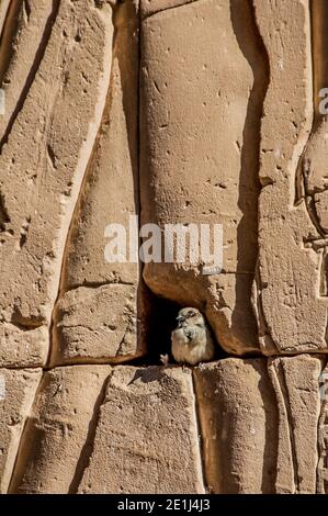 Edfu. Ein kleiner Sperling ist zusammen mit der Antike im Tempel von Horus the Falcon God aus dem Jahr 200 v. Chr. zu Hause, der sich auf halbem Weg zwischen Luxor und Assuan am Nil und der Stadt Edfu befindet, die für ihre riesigen Pylonen, fein verzierten Säulen, kartuschenartigen Hieroglyphen und Wandtafeln berühmt ist. Und feine Kunstwerke an den Decken. Der Tempel war glücklich, dass die Mehrheit von ihm vom Wind geblasen Sand bedeckt wurde, wodurch der Tempel von den Elementen für Jahrhunderte bewahrt wurde. Stockfoto