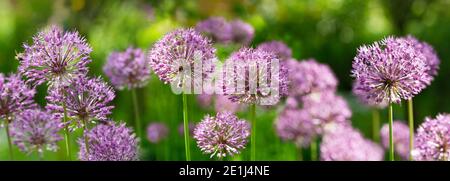 Blühende lila Allium Blumen wachsen in einem Garten Stockfoto