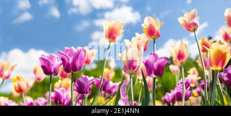 Tulpen-Feld. Bunte Tulpen blühen in einem Garten. Federhintergrund Stockfoto