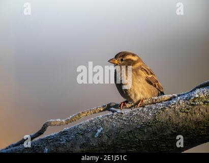 Weibchen Haussperling - Passer domesticus- sitzt auf einem frostigen Barsch in einem Wildtiergarten. Rose Cottage Garden, Gloucestershire. Stockfoto