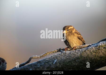 Weibchen Haussperling - Passer domesticus- sitzt auf einem frostigen Barsch in einem Wildtiergarten. Rose Cottage Garden, Gloucestershire. Stockfoto