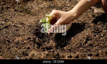 Gemüsesprossen in Löcher am Gartenbett setzen. Gartenarbeit und Pflanzen von Bio-Gemüse. Konzept der Teamarbeit, bringt neues Leben und Schutz der Stockfoto