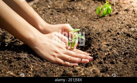 Pflanzung von kleinen Sprossen im Boden auf dem Feld. Nahaufnahme des Pflanzens, des Anbaus und der Pflege der Natur. Teamarbeit und Familienarbeit im Garten. Stockfoto