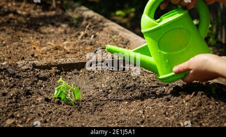 Bewässerung kleine Gemüsesprossen in Boden gepflanzt. Pflege, Anbau und Pflanzung von Bio-Gemüse zu Hause Stockfoto