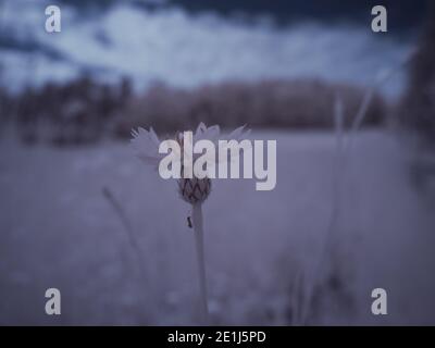 Infrarot-Fotografie - ir-Foto von Landschaft mit Baum unter Himmel mit Wolken - die Kunst unserer Welt und Pflanzen im Infrarotkameraspektrum Stockfoto