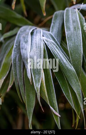 Bambusblätter mit Frost. Bambus ist immergrün und macht eine ideale Privatsphäre Hecke. Rose Cottage Garden. Stockfoto