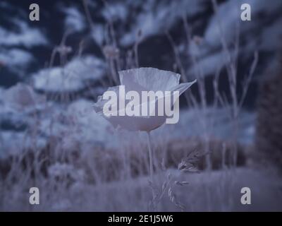 Infrarot-Fotografie - ir-Foto von Landschaft mit Baum unter Himmel mit Wolken - die Kunst unserer Welt und Pflanzen im Infrarotkameraspektrum Stockfoto