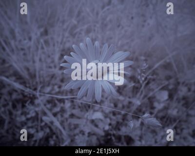 Infrarot-Fotografie - ir-Foto von Landschaft mit Baum unter Himmel mit Wolken - die Kunst unserer Welt und Pflanzen im Infrarotkameraspektrum Stockfoto