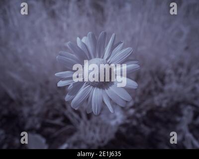 Infrarot-Fotografie - ir-Foto von Landschaft mit Baum unter Himmel mit Wolken - die Kunst unserer Welt und Pflanzen im Infrarotkameraspektrum Stockfoto