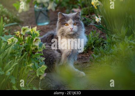 Nette Katze kratzt sein Kinn auf grünem Gras. Katze braucht eine antiparasitäre veterinärmedizinische Heilung. Erwachsene Hauskatze kratzt sich im Park auf der nat Stockfoto