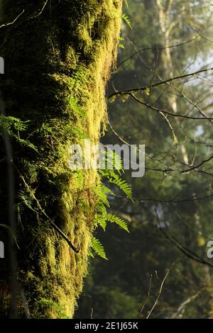 Morgenlicht trifft die Seite eines Farn bedeckten Baumstamms im Wald in der Nähe der Küste von Oregon. Stockfoto