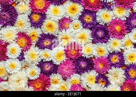 Hintergrund von Blumen. Aster aus weiß, lila, rosa Farben. Draufsicht flach liegend. Stockfoto