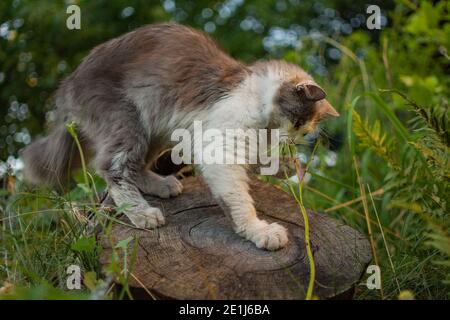 Vitamin grünes Gras für Katzen. Erwachsene Hauskatze essen Gras im Garten. Kitty sitzt im Gras und nagt einen Ast Stock. Stockfoto