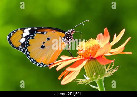 Extreme Nahaufnahme der Schmetterlingsfütterung des einfachen Tigers Auf orangefarbenem Blütennektar Stockfoto