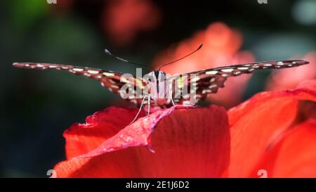 Vorderansicht Nahaufnahme von Green Tailed jay Schmetterling auf Rote Blume Stockfoto