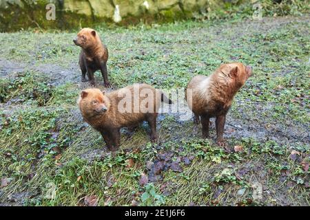 Drei Buschhunde (Spopothos venaticus), südamerikanische Hundeart Stockfoto